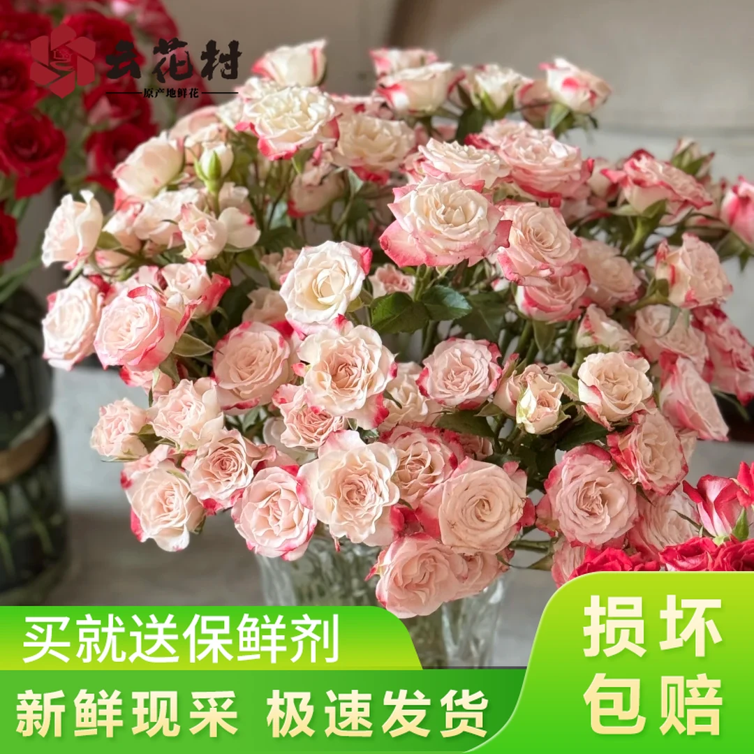 折射泡泡多头玫瑰10支【全店任意2件顺丰京东】鲜花直播间现场卖花