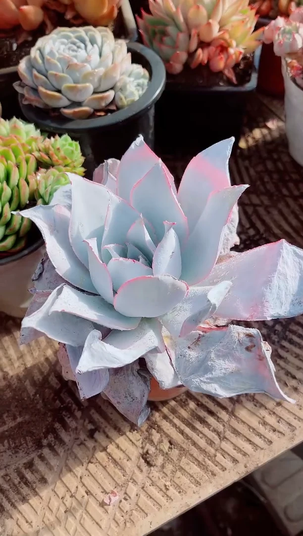 美*兔跃跃精品多肉20077