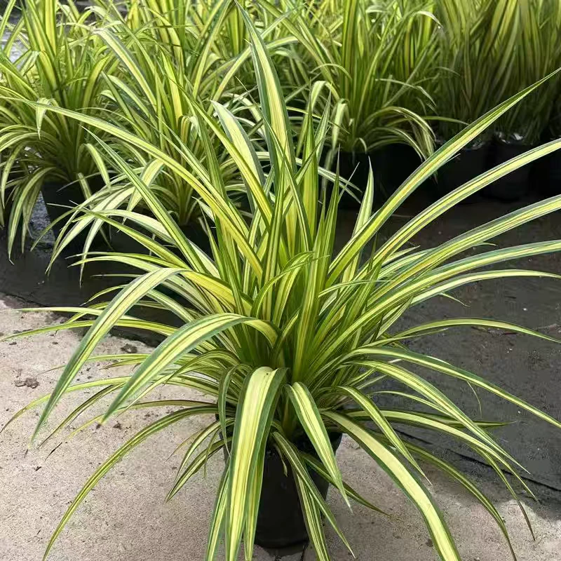 金心露兜盆栽阳台庭院花园花境园林景观观叶植物盆栽地栽观赏绿植