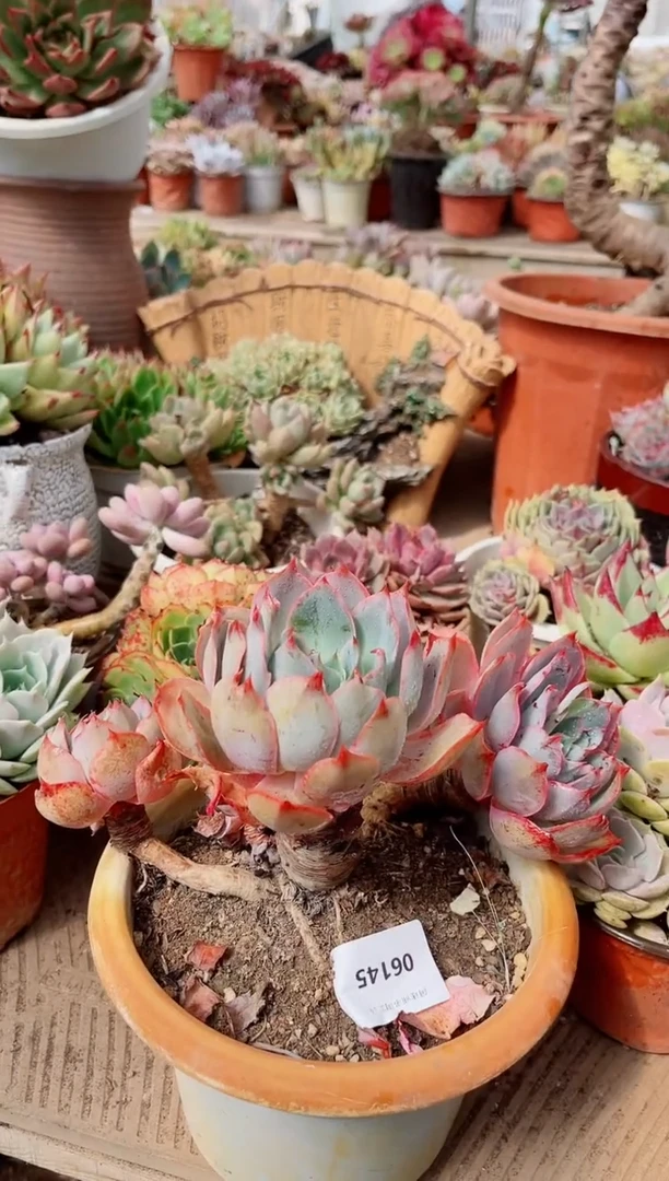 06145多肉植物一物一拍