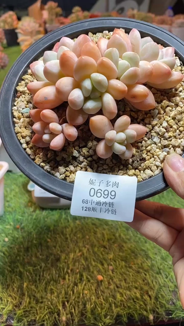 0699（满28包邮发货）