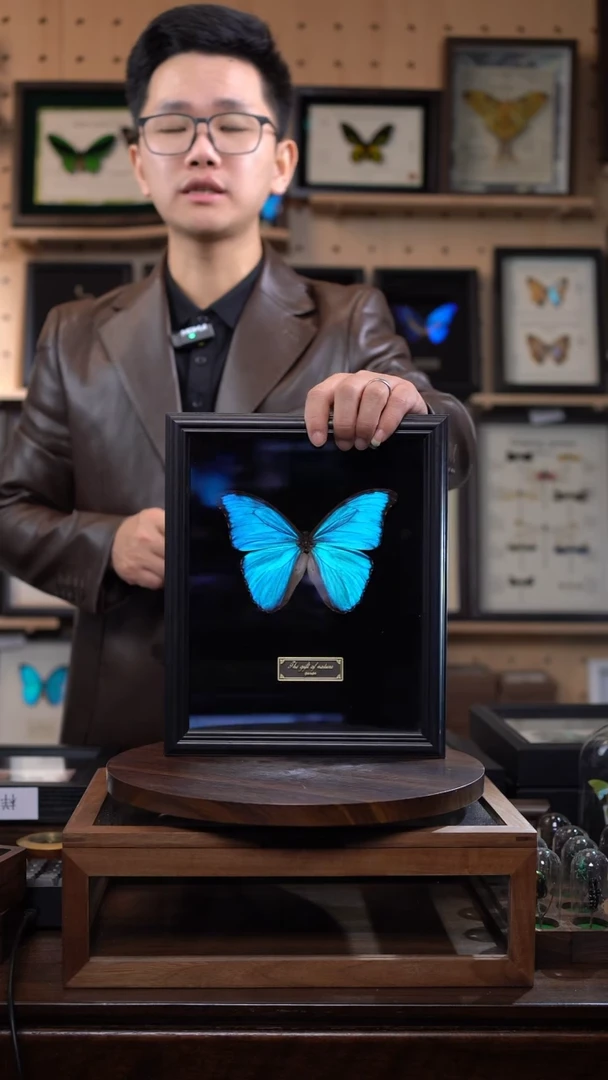 蝴蝶标本摆件竞拍大蓝闪蝶d89