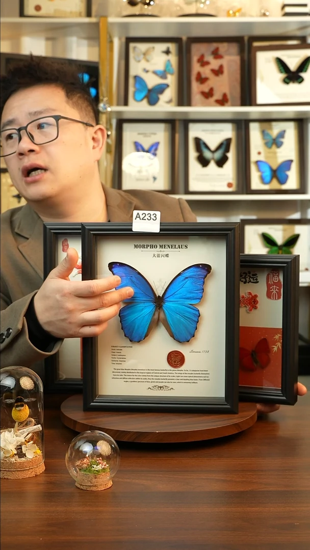 大蓝闪蝶-英文（10寸欧式黑框）A233