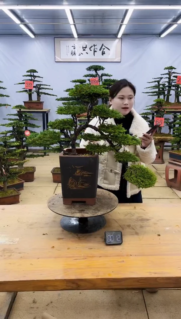 【闪购商品】高端盆景一物一拍，所见即所得