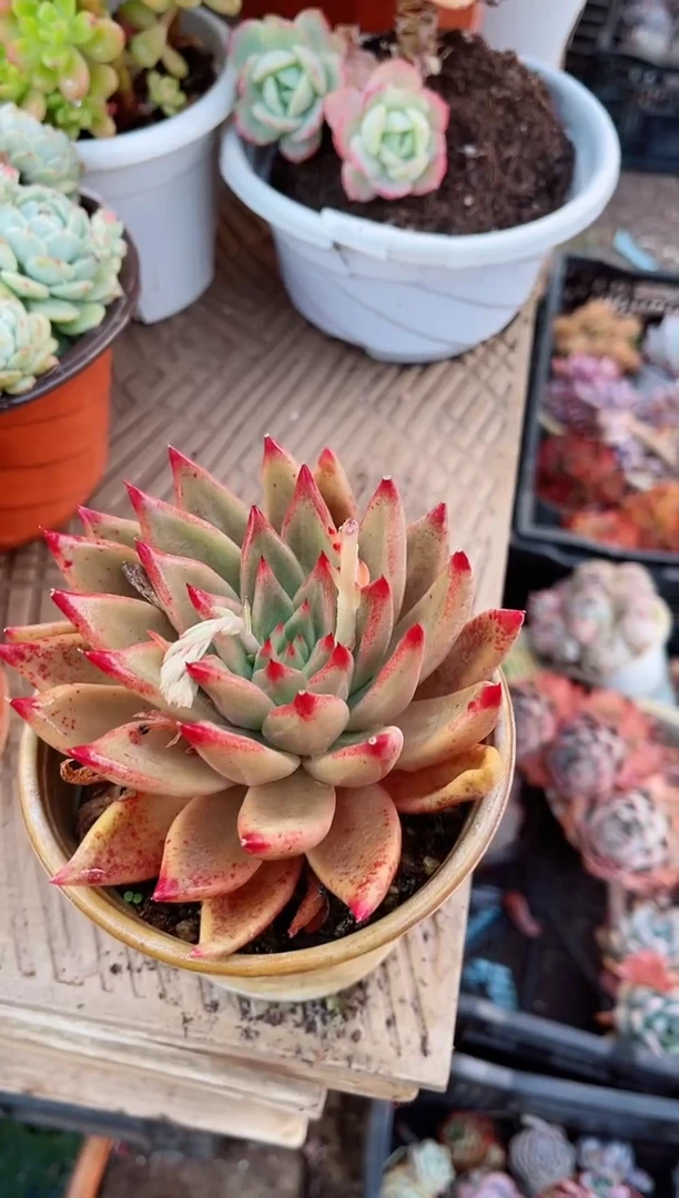 【闪购商品】22077