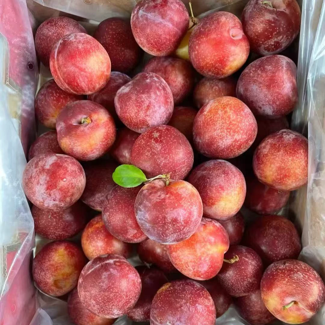 智利吉制樱桃李    散装2斤