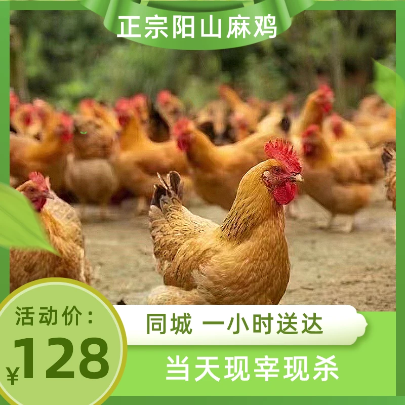 【阳山小麻鸡】同城配送广东清远阳山麻鸡农家散养养足180天净重2.5斤-2.8斤烧烤食材