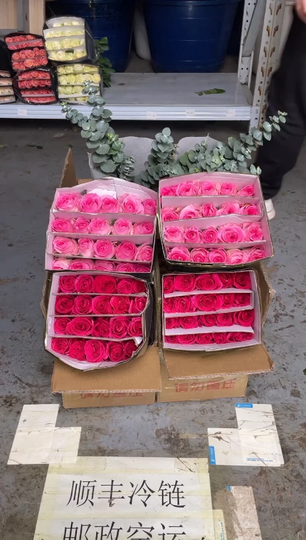 佛洛依德20枝+洛神20枝+尤加利