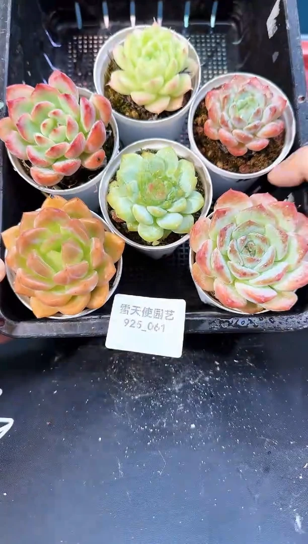 925-061多肉6颗