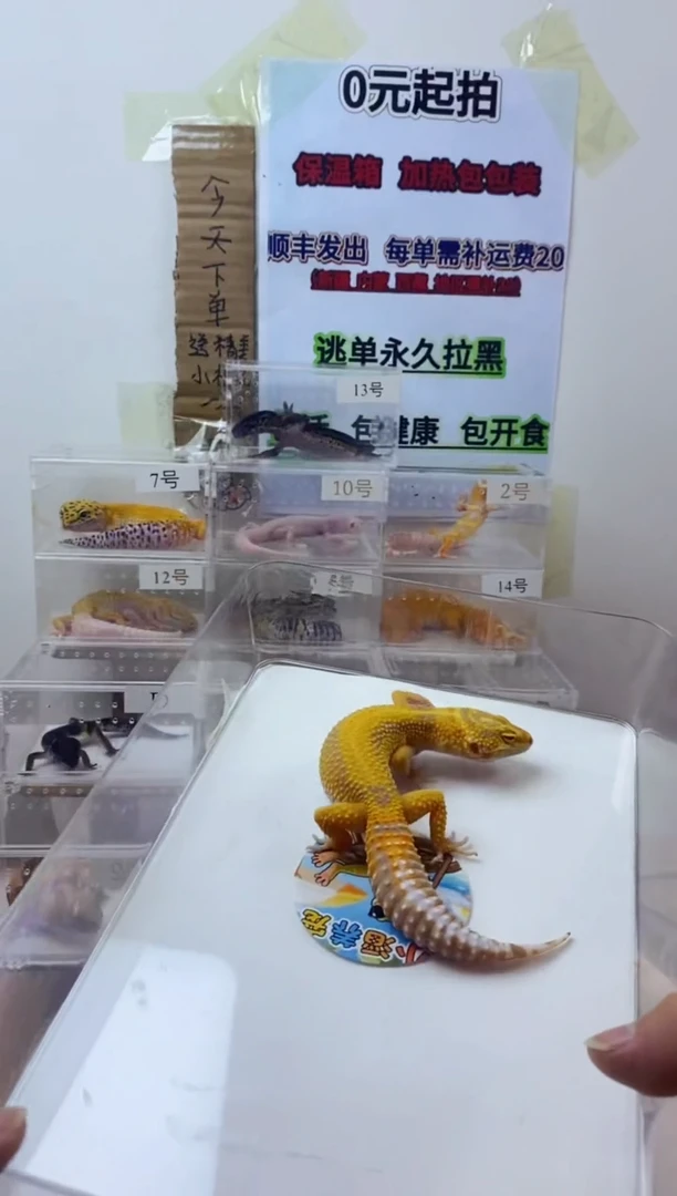 豹纹守宫豹纹守宫幼苗亚成体成体