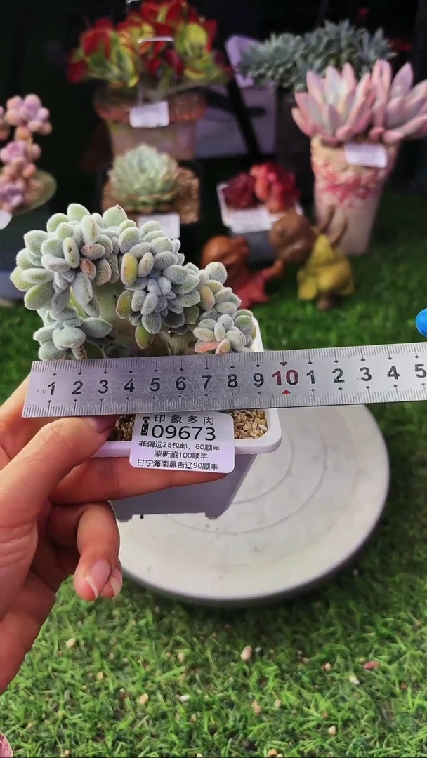 昆明印象多肉09673