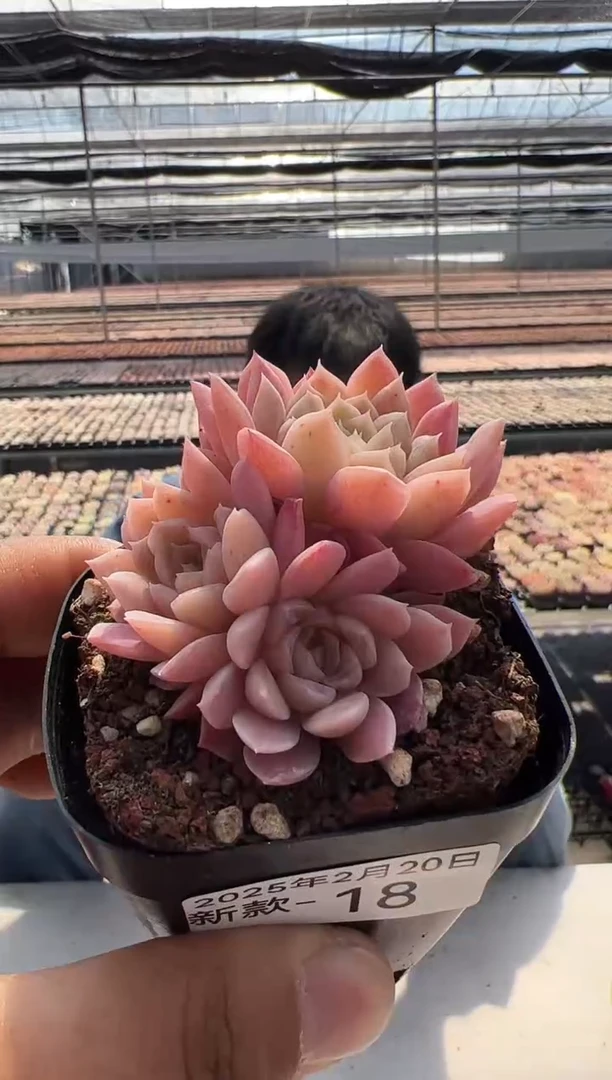 【闪购商品】新款多肉-18