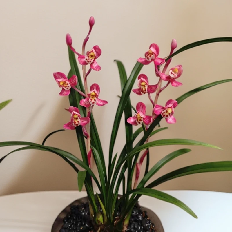 【华夏红荷】建兰老品种荷瓣花  幽香 花期长 老种苗好养