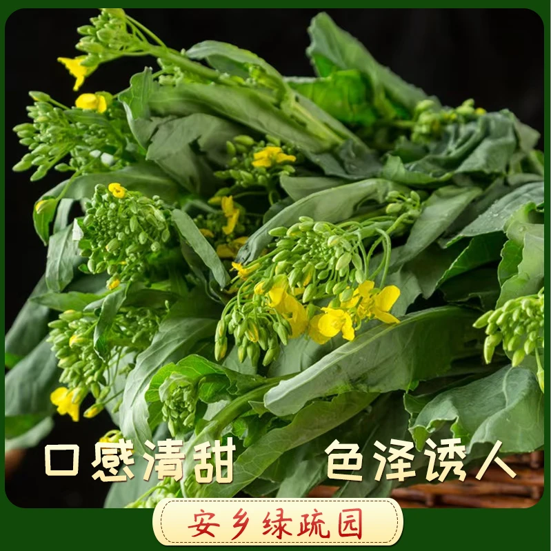 露天油菜苔湖南绿蔬园蔬菜基地源头产地现摘现发