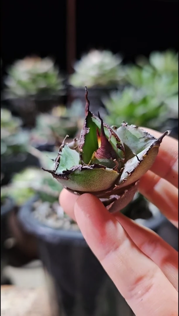 黑豹 顶芽 基因保证非组培 (直播特价 下播结束)