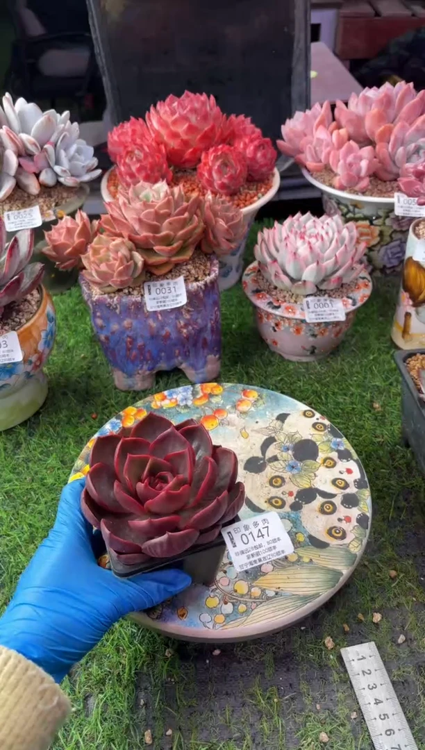 昆明印象多肉0147