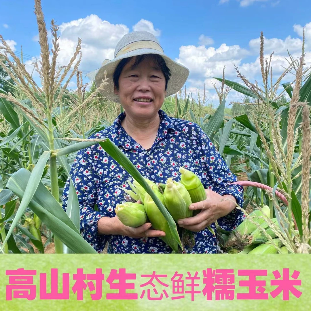 高山村头茬现摘鲜甜糯玉米 当季带皮可代餐的优质碳水 农科糯336