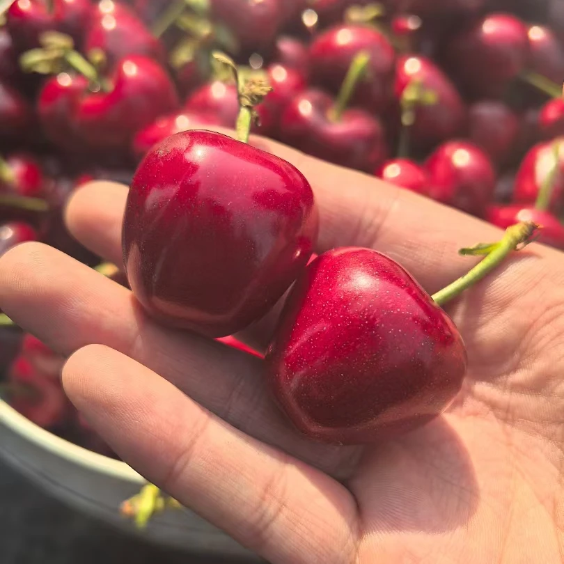 烟台美早【顺丰空运】山东大樱桃3斤现摘新鲜水果J-4J自家果园