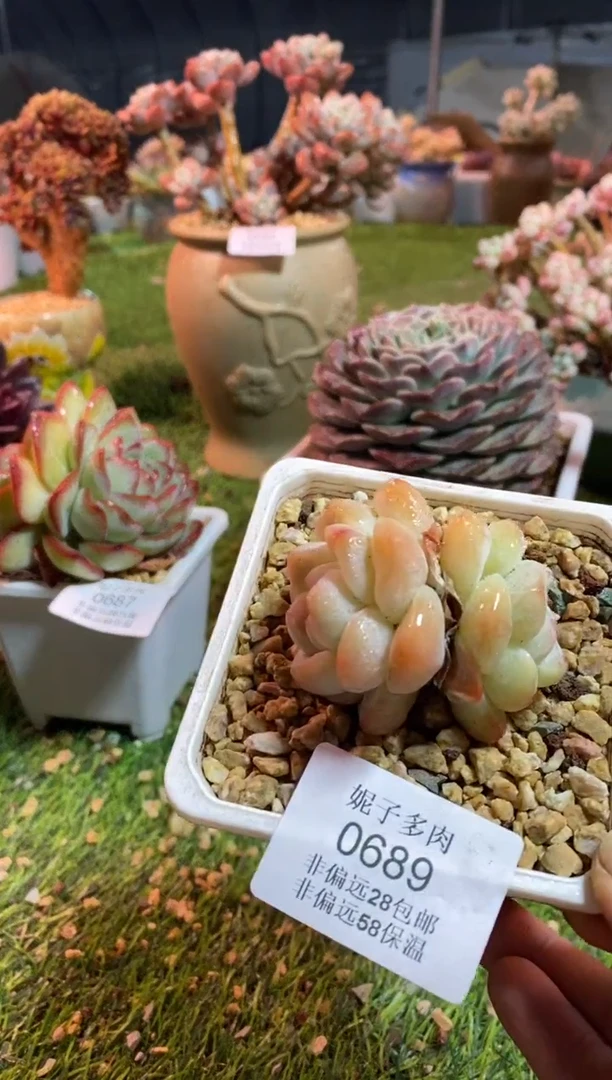 【闪购商品】0689a