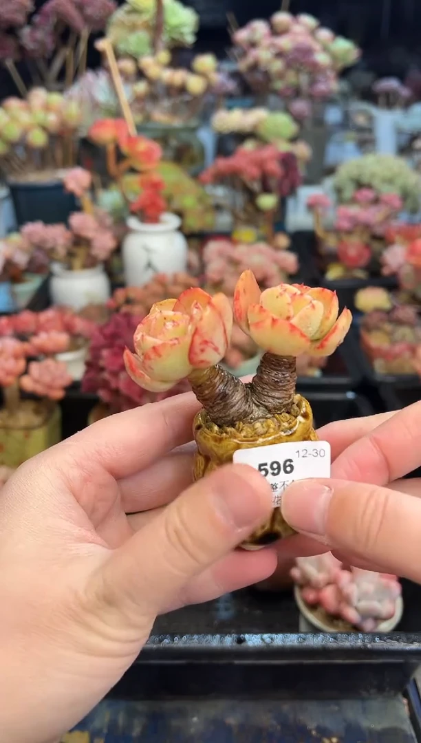 【闪购商品】596不带盆