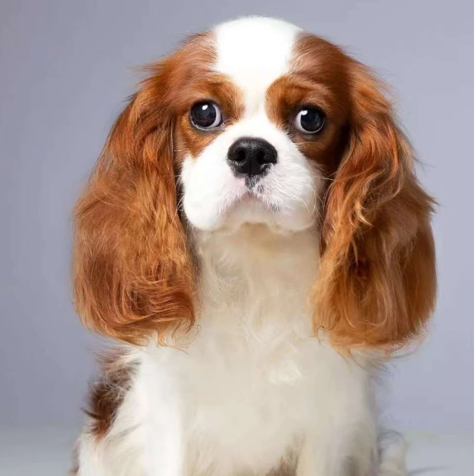 聪明温顺查理王幼犬可作伴侣犬宠物适合当女朋友礼物