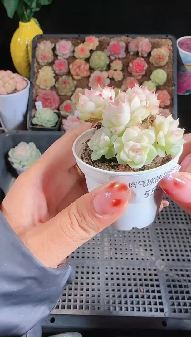 1207-550多肉群生不包整