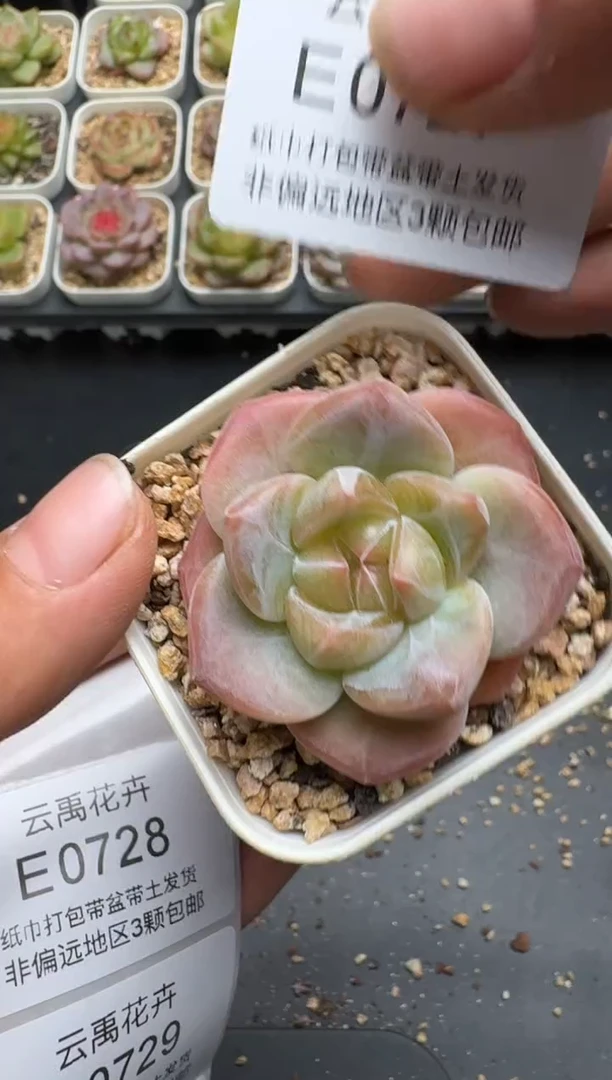 727E云禹多肉植物 带盆土纸巾打包 3颗包邮