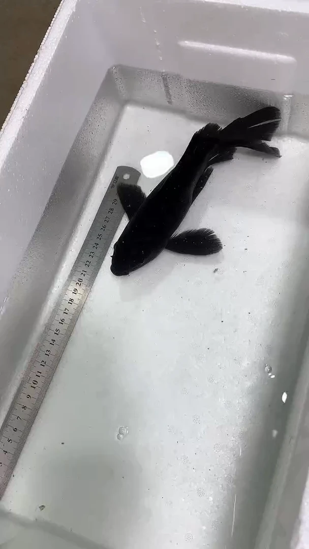 蝴蝶鲤鱼蝴蝶鲤直播选鱼专用链接