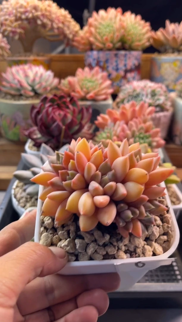 11.18-6红象牙1111111111