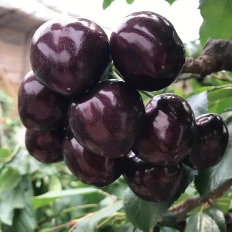 （新品）皇家黎明2-3年苗车厘子树苗少量挂果苗（粗度1.5CM左右）