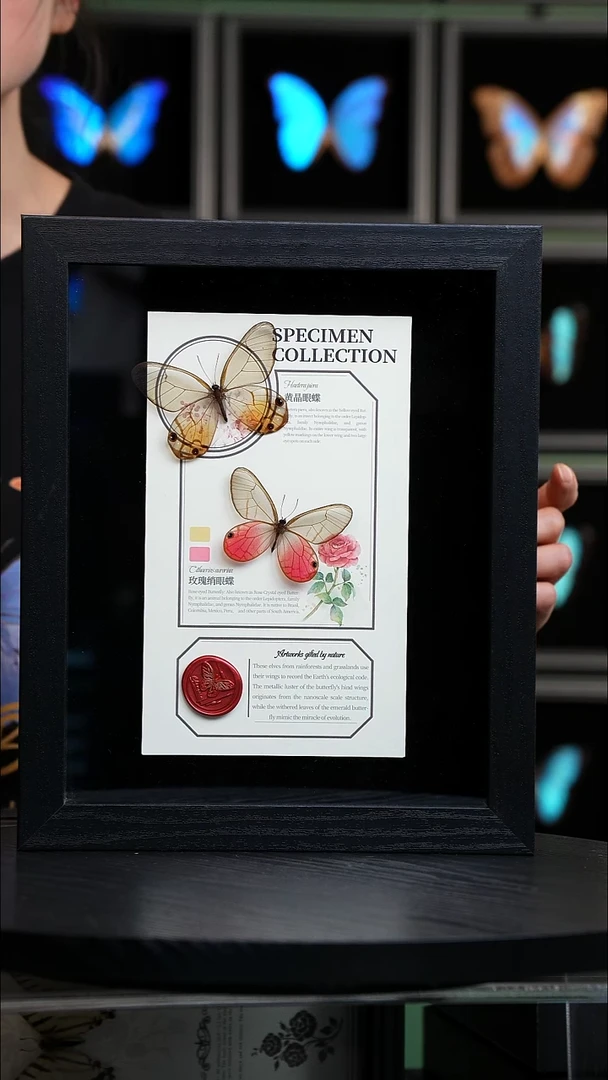 玫瑰绡眼蝶+黄晶眼蝶设计款10寸框