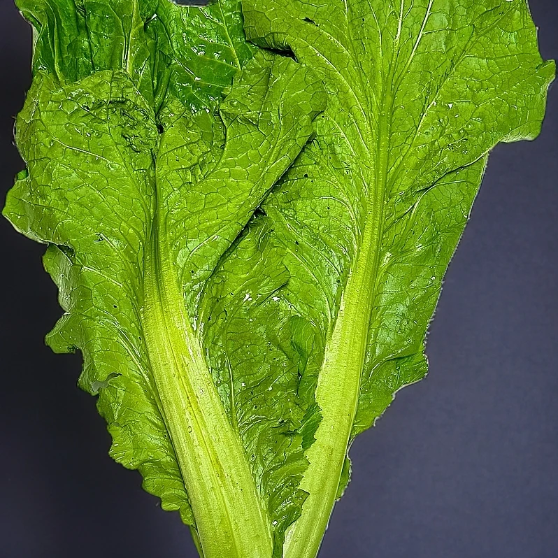 正宗贵州开阳青菜产地直发生鲜农家贵州青菜产地直销