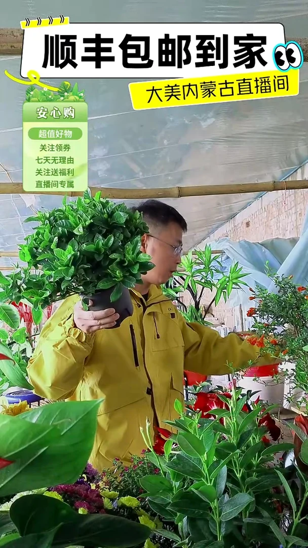 完全开放大叶栀子