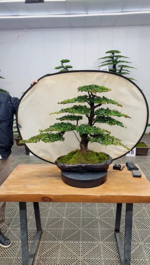 无花朵造型盆景一物一拍