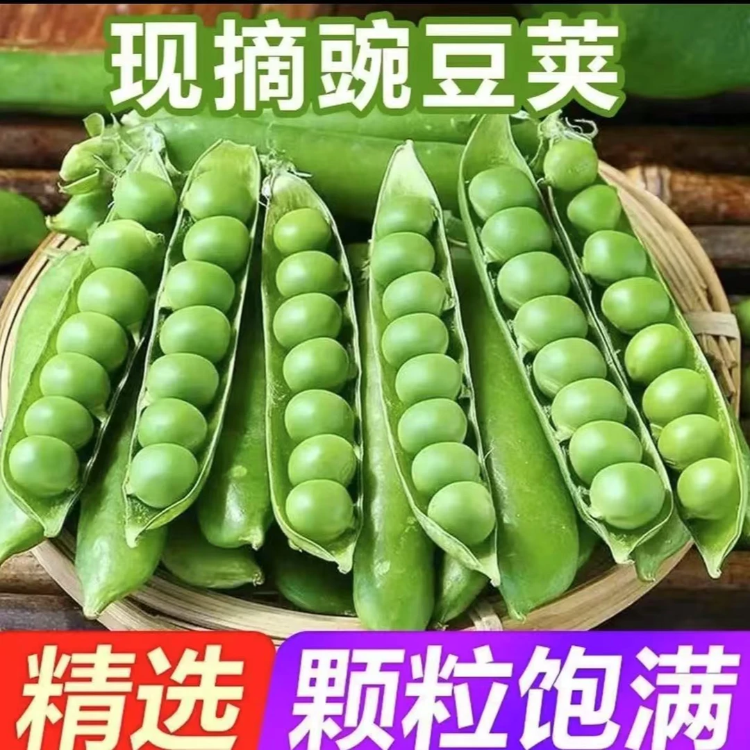 新鲜带壳青豌豆高山种植甜脆嫩豆荚现摘蔬菜