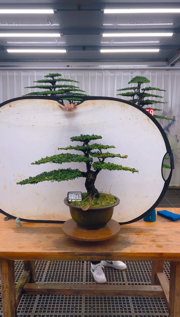 无花朵精品盆景直播间一物一拍