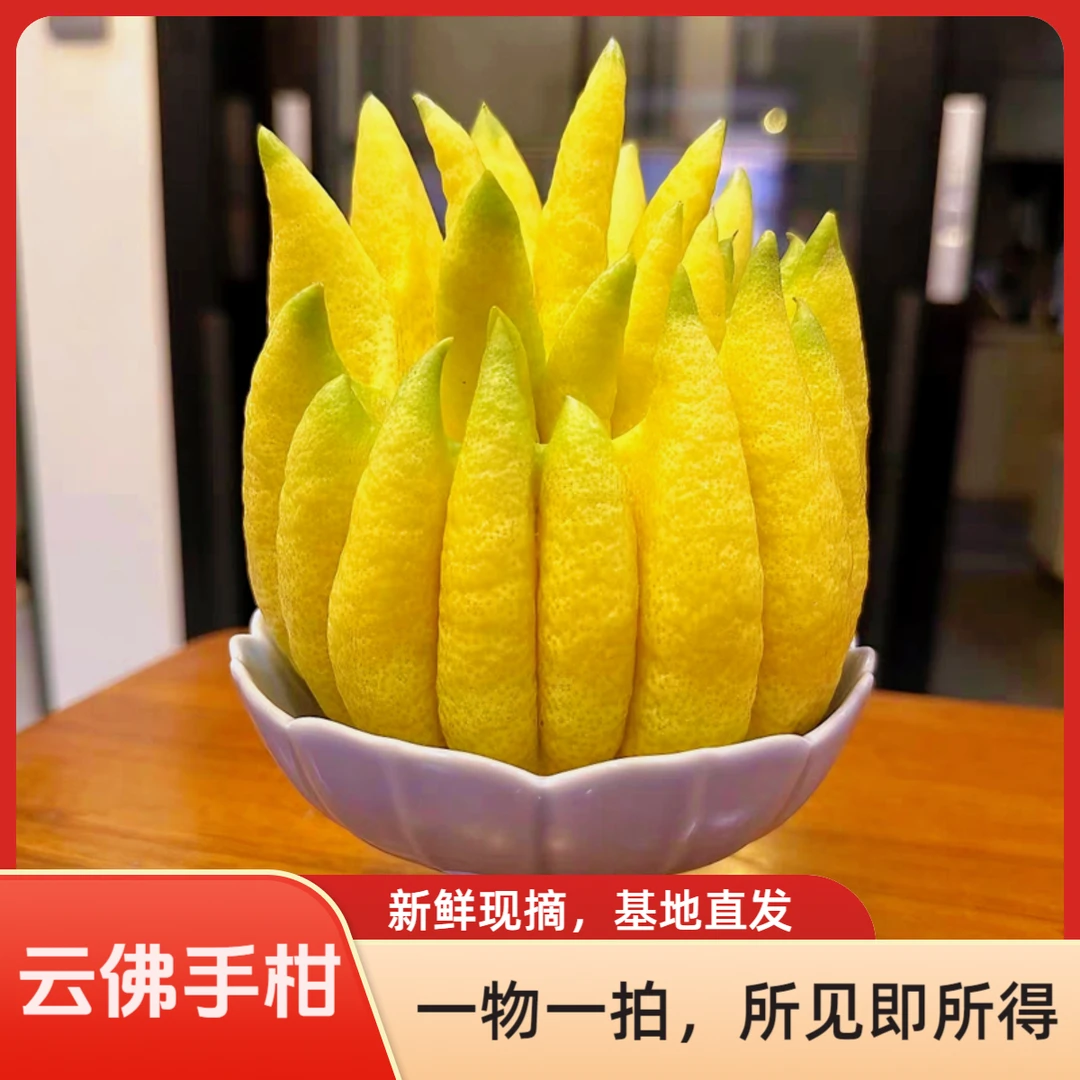 【一物一拍】云南高山佛手柑 新鲜现摘现发 可观赏闻香清供把玩食用