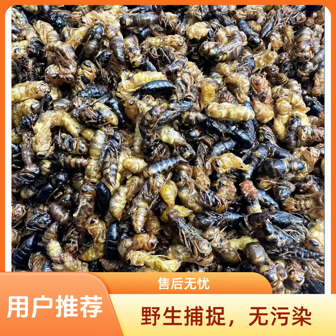 （树蜂24级小黄小黑）24级小黄小黑当季新鲜鲜货油炸七里黄脚马蜂