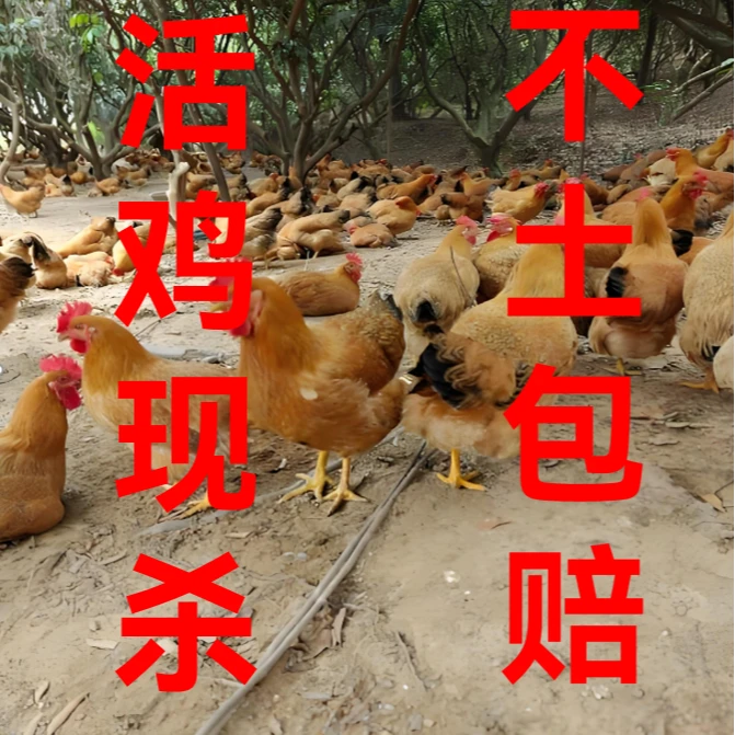 土母鸡180天散养走地鸡