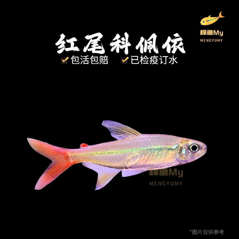 红尾科佩依翠绿南美鱼科配衣稀有高端灯科鱼草缸群游霓虹灯鱼活体