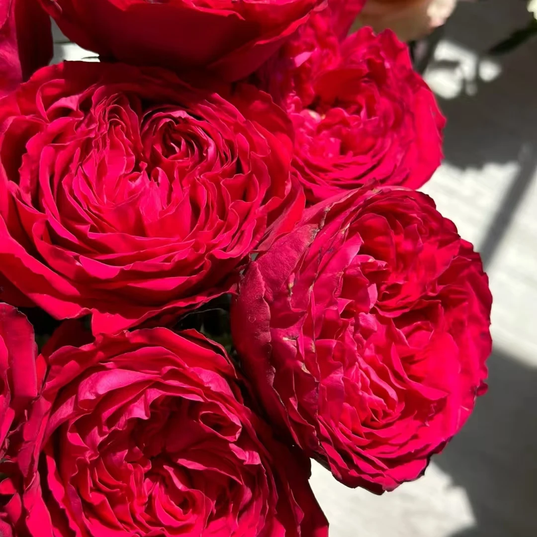 【茶花女中苗】大花四季灌木