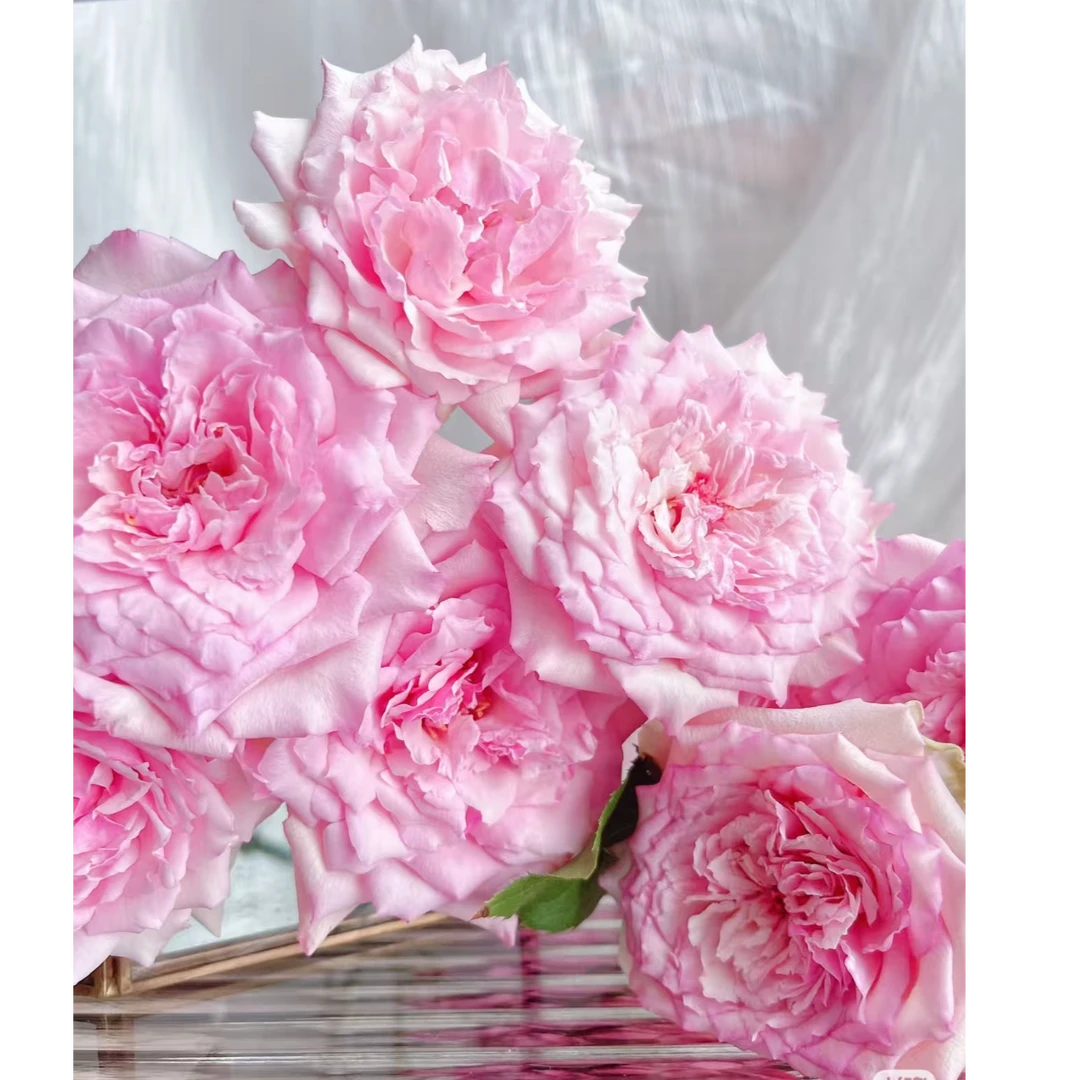 【尤里迪西】玫瑰鲜花/花束 云南鲜花基地直发