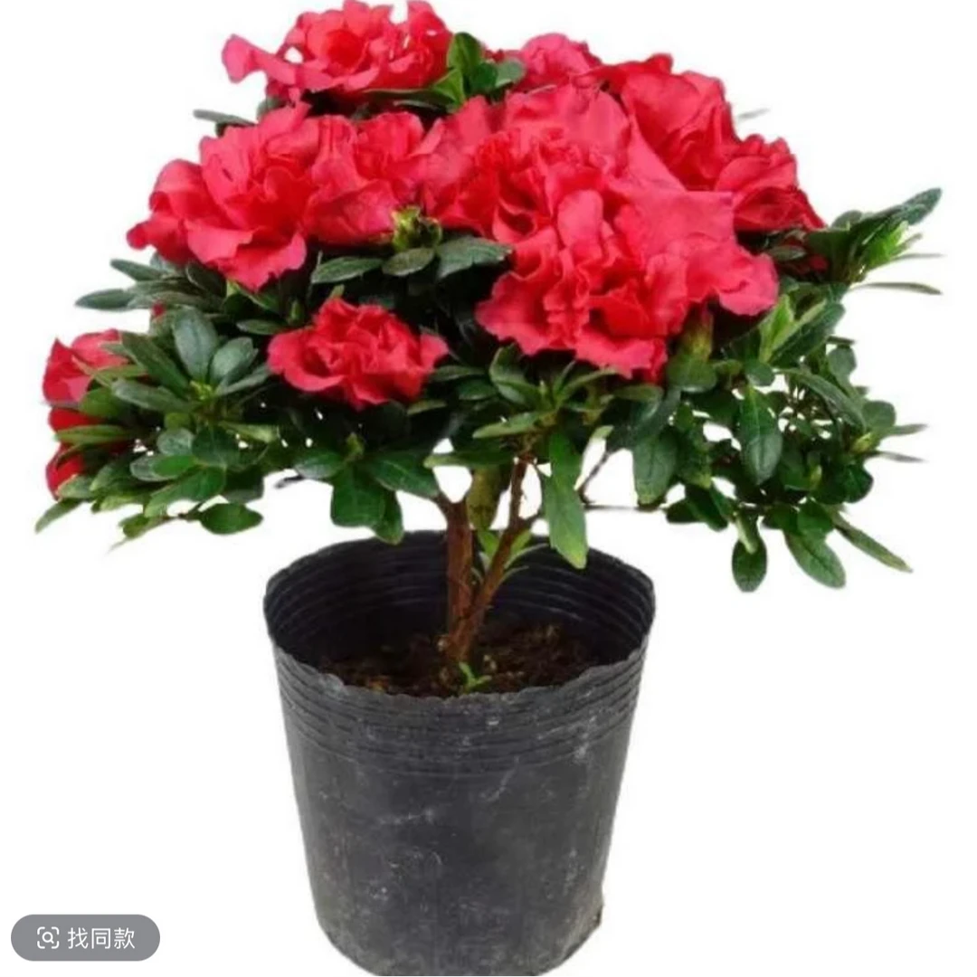 杜鹃花盆栽花卉植物阳台绿植花带苞大颗四季开花好养易活皋月