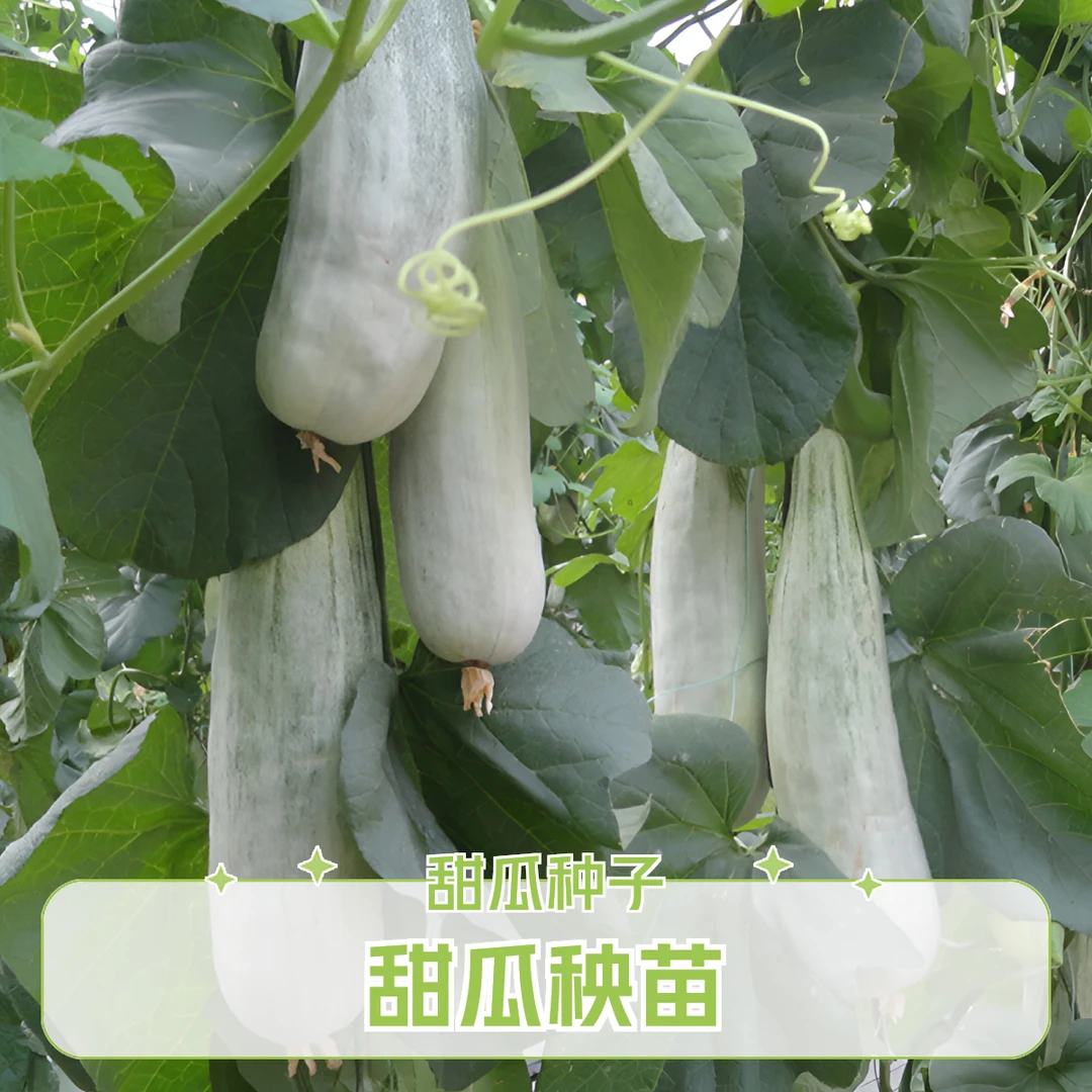 羊角蜜香瓜种苗甜瓜秧哈密瓜酥瓜小瓜绿宝石冰糖子甜宝水果种子苗
