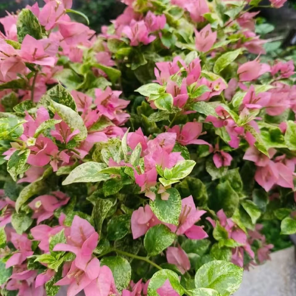 【斑叶米罗牙签苗】原生扦插布袋三角梅福建漳州基地发货包品对版