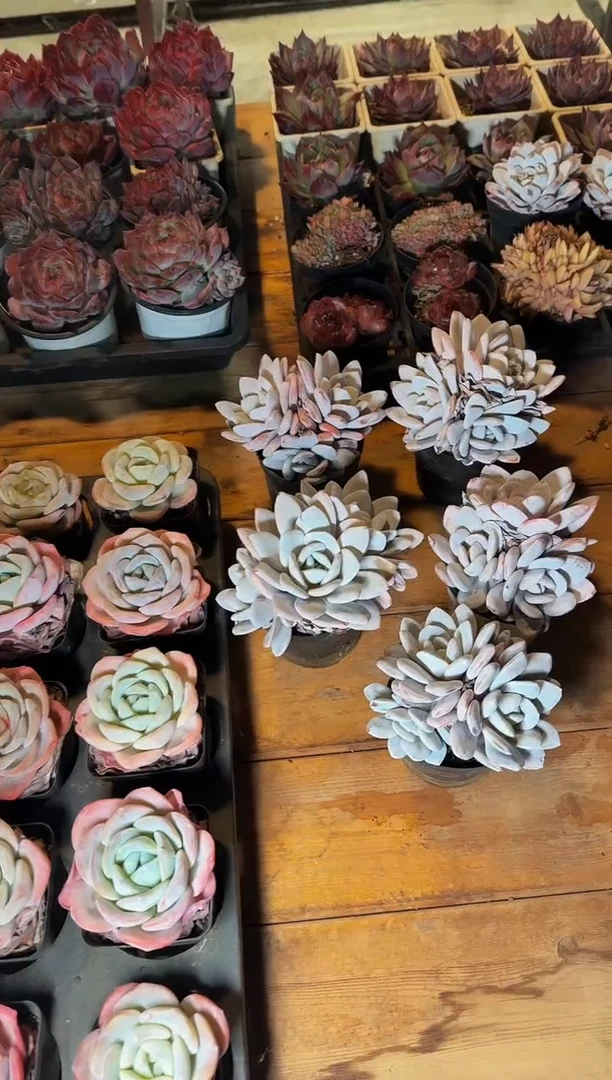 110#3头雪莲群（11-13cm）脱土