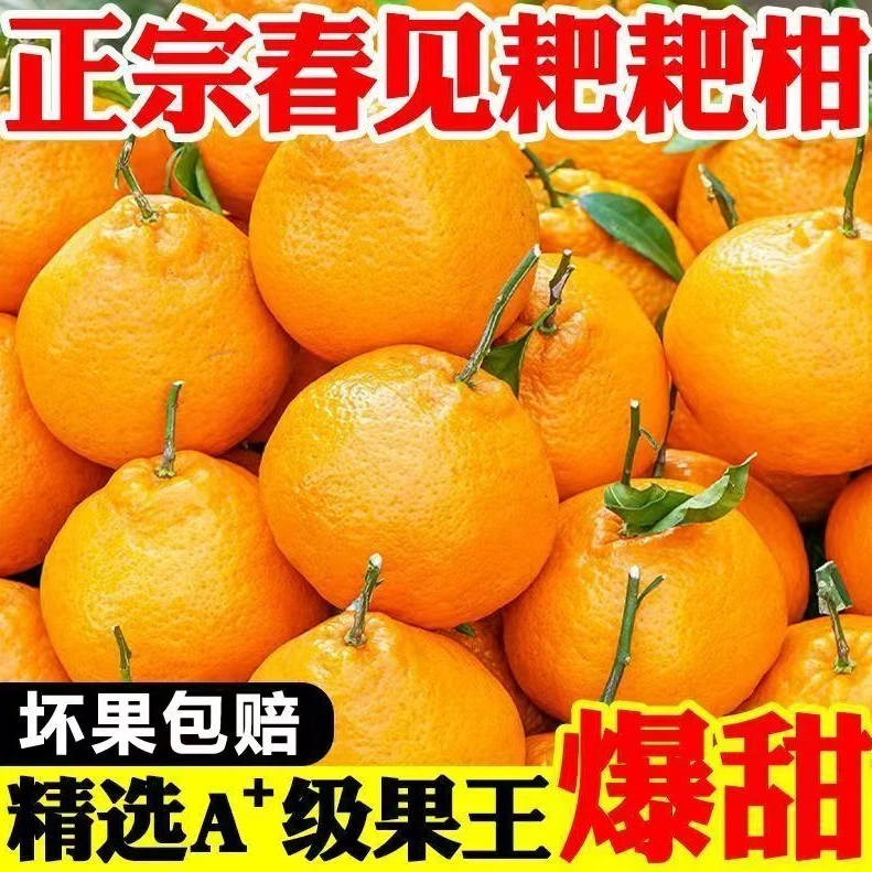 正宗春见耙耙柑当季新鲜水果丑橘桔子应季孕妇产地直发助农水果