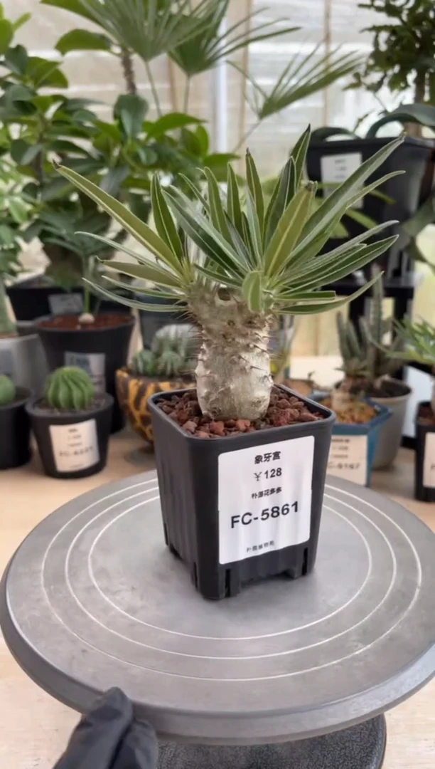 象牙宫FC-5861