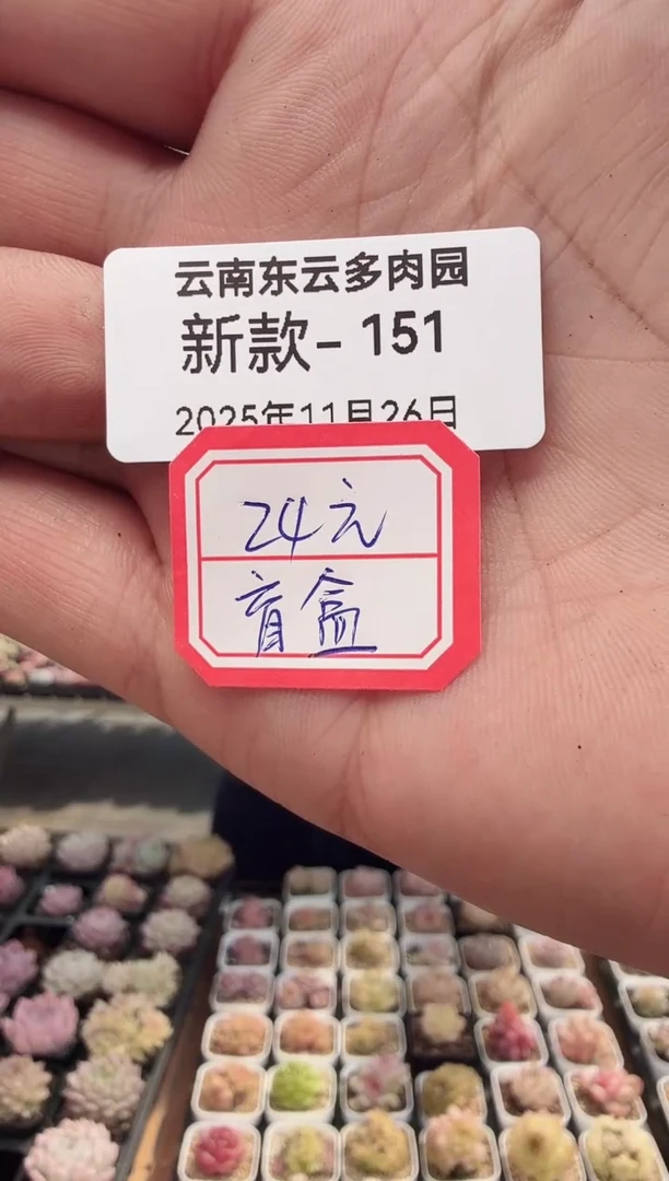 东云多肉园新款-151（24元盲盒）