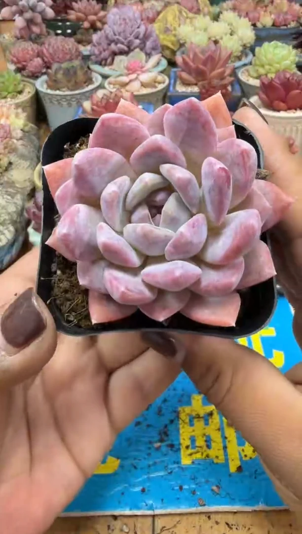 东云多肉园二店-415